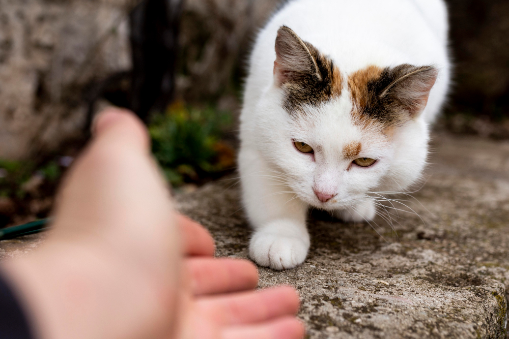 how to rid your cat of fleas