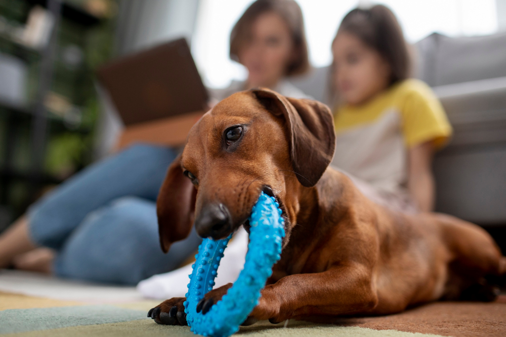 toys to improve your pets dental health